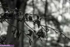 _DSC2700